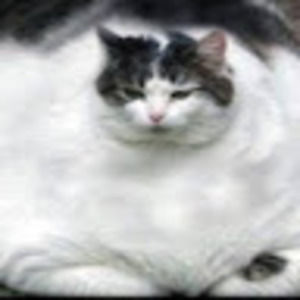 Meet your Posher, Isabella